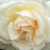 Bela - Vrtnica čajevka - Grand Mogul